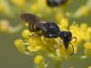Lestica clypeata